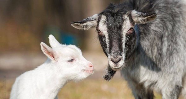 Comment faire des vacances en famille avec animaux et petites fermes en Vendée ?