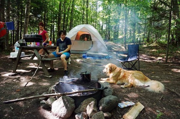 Que faire de ces animaaux de compagnie lors d'un camping de luxe ?